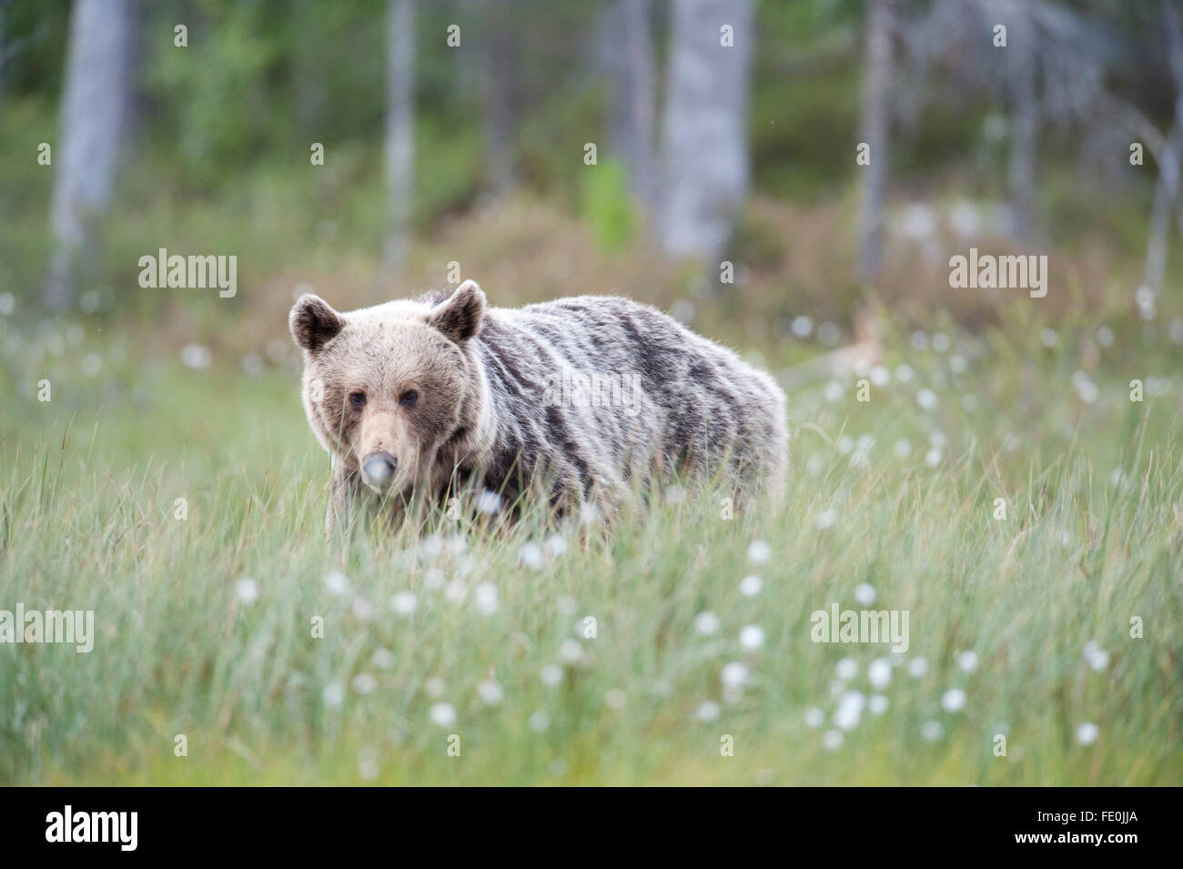 Unione di orso bruno Ursus arctos arctos, Finlandia Foto Stock