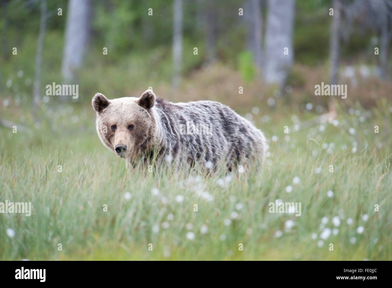 Unione di orso bruno Ursus arctos arctos, Finlandia Foto Stock
