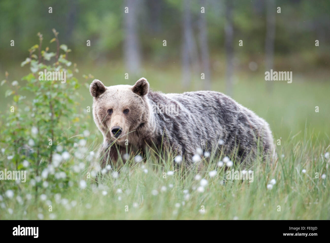 Unione di orso bruno Ursus arctos arctos, Finlandia Foto Stock