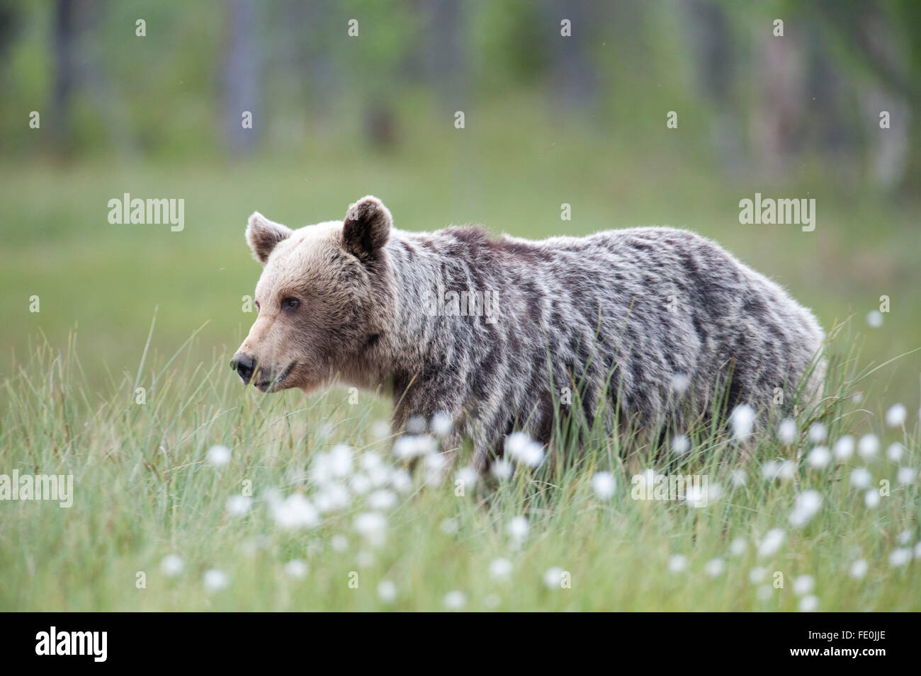 Unione di orso bruno Ursus arctos arctos, Finlandia Foto Stock