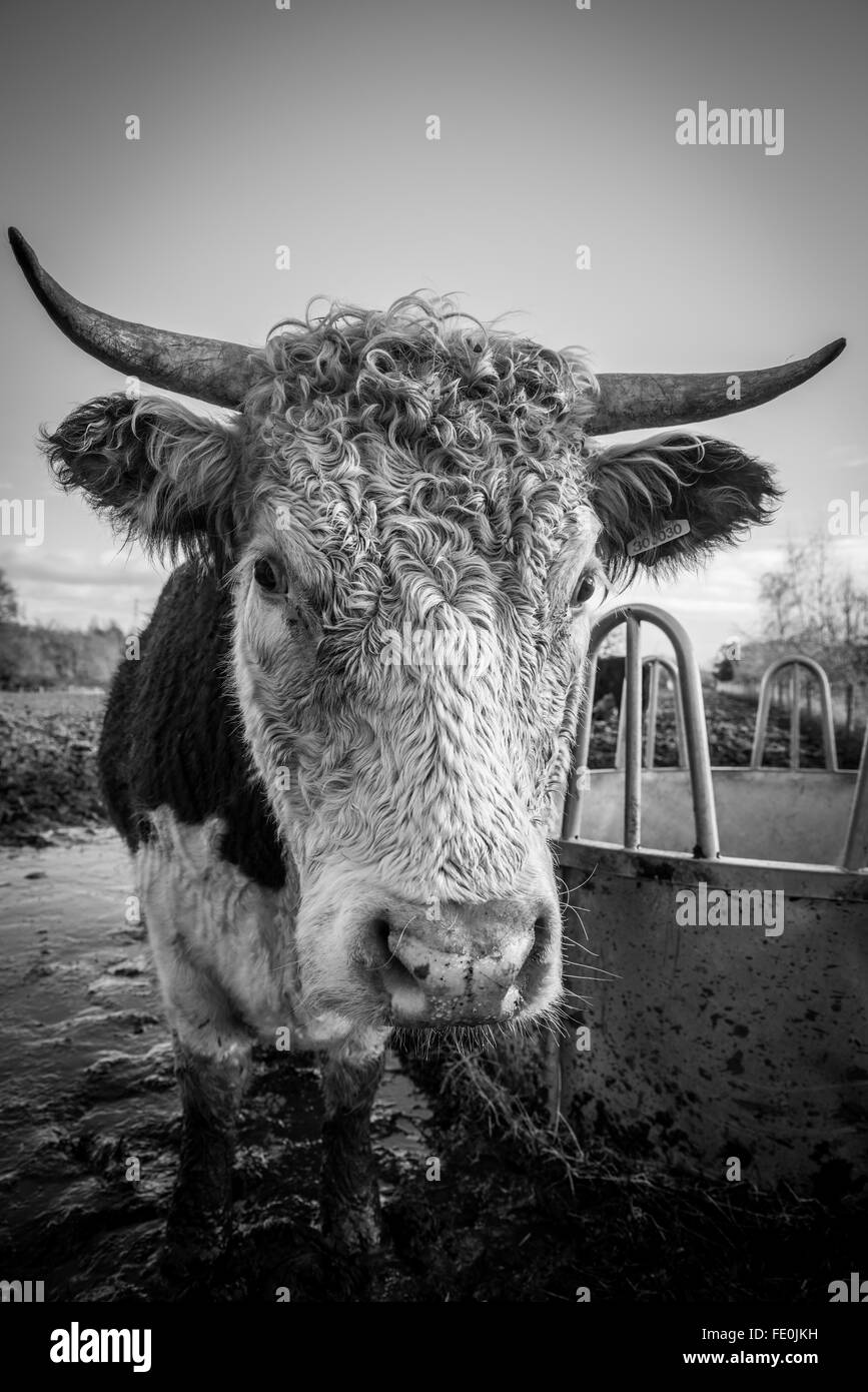 Un cornuto mucca in un campo fangoso in una fattoria Foto Stock