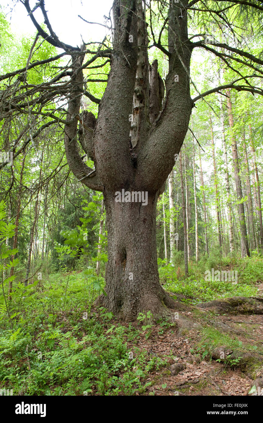 Il vecchio albero di pino, Lentiira, Kuhmo, in Finlandia Foto Stock