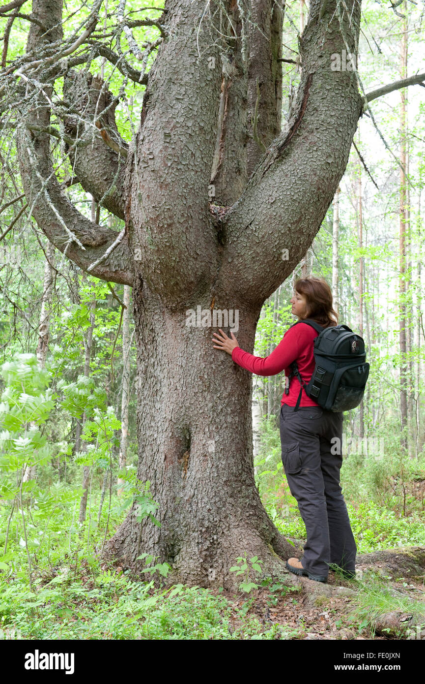 Donna in piedi dal vecchio pino, Lentiira, Kuhmo, in Finlandia Foto Stock