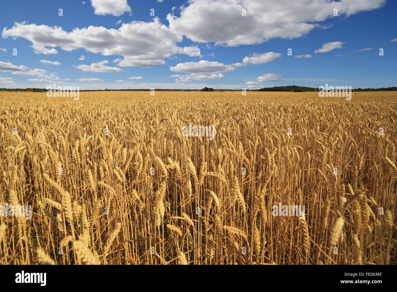 Campo di grano sullo sfondo del cielo blu con nuvole bianche. Foto Stock