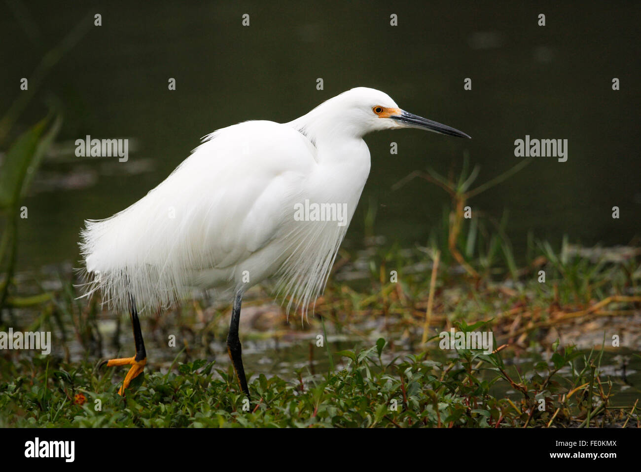 Snowy Garzetta (Egretta thuja) in piedi in erba verde Foto Stock