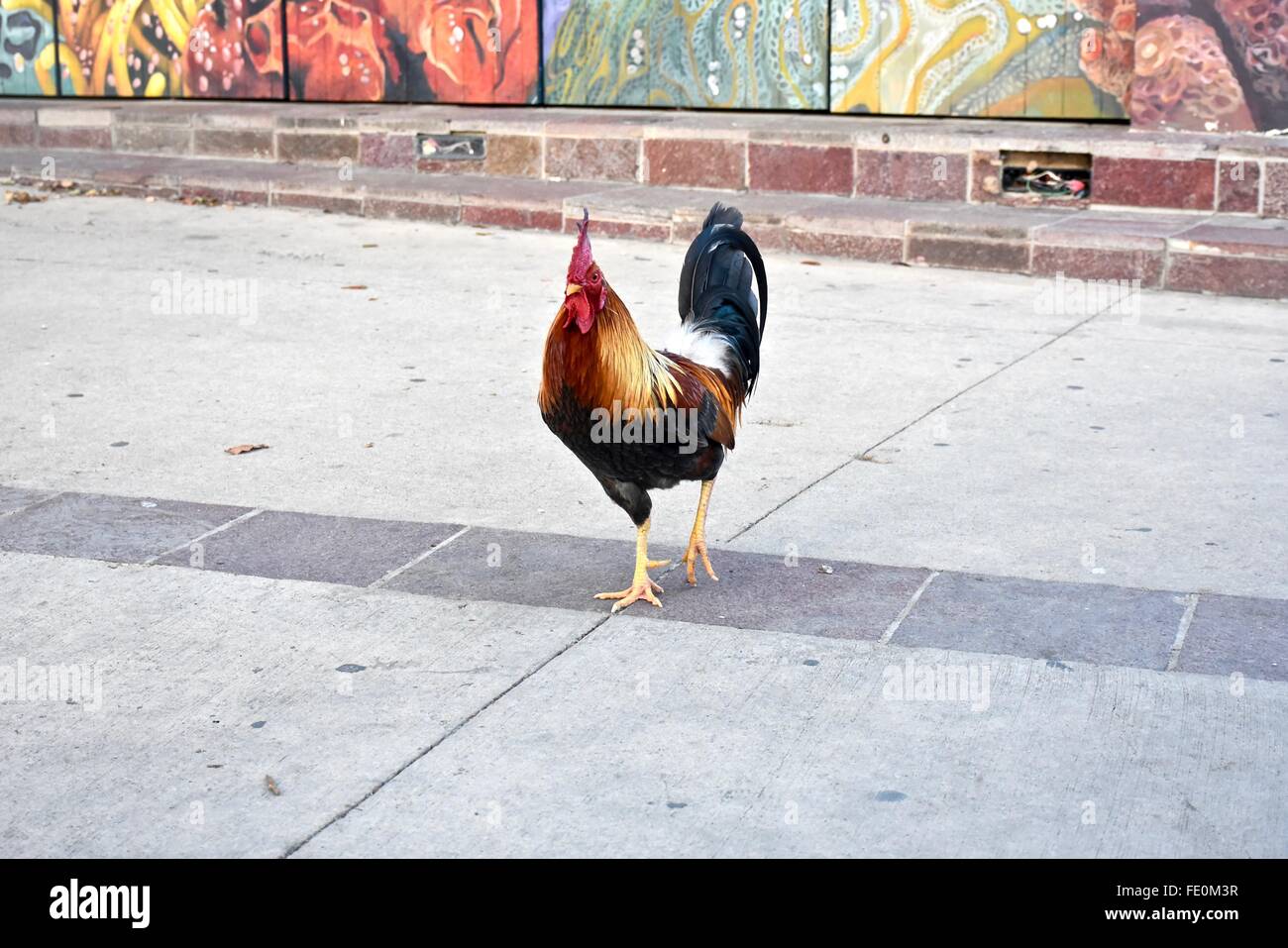 La Rooster (Gallus Gallus domestici) passeggiate intorno a Puerto Rico street Foto Stock