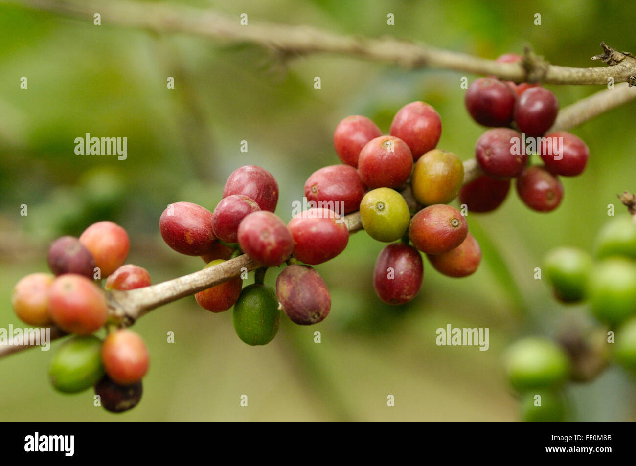 Bacche di caffè sulla pianta del caffè, vicino Moivaro Lodge Foto Stock