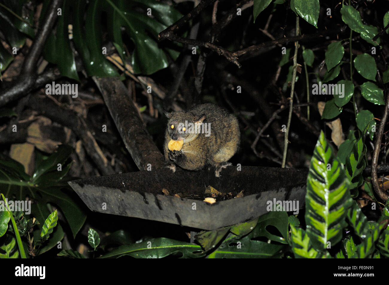 Galago (bush baby) feedin a Gibbs Farm Foto Stock