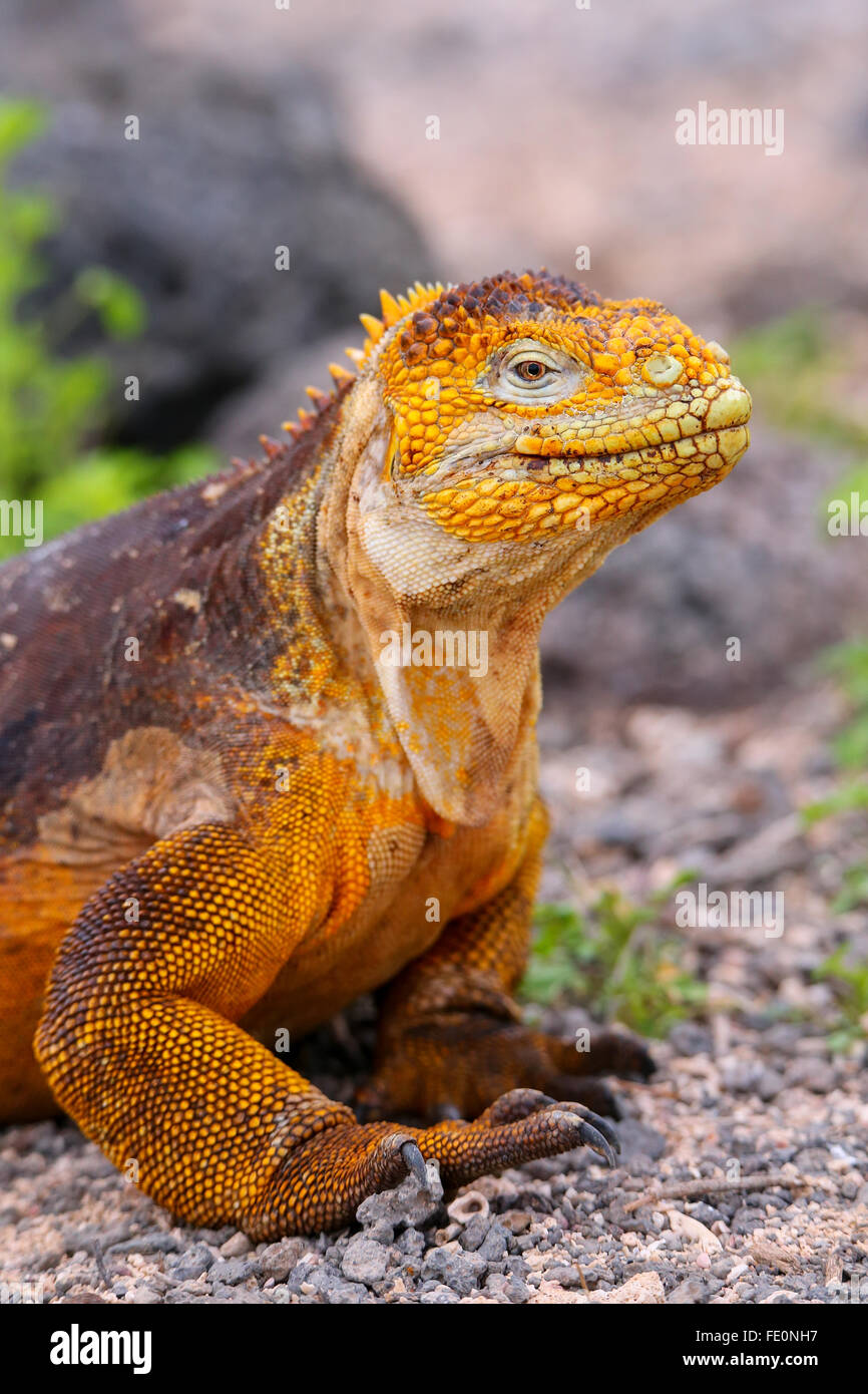 Terra Galapagos Iguana (Conolophus subcristatus), su North Seymour island, Galapagos National Park, Ecuador Foto Stock