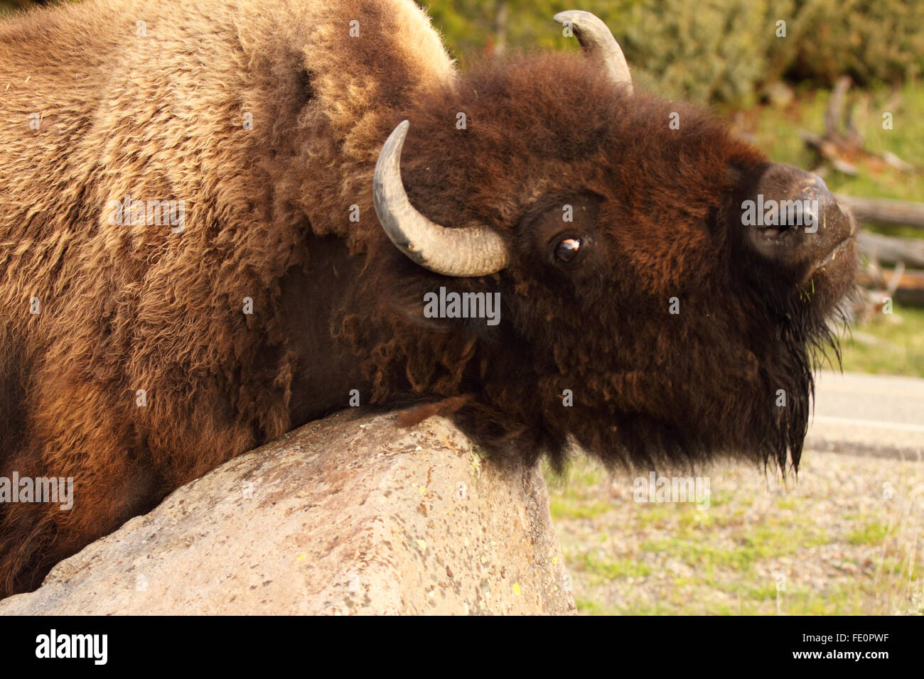 Un bisonte Americano strofinando il suo collo su una roccia. Foto Stock