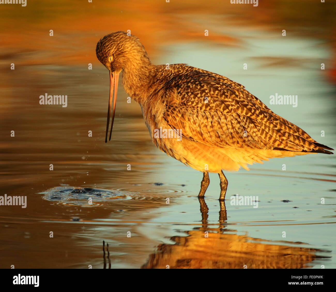 Pavimento in marmo Godwit far cadere il cibo in acqua. Foto Stock