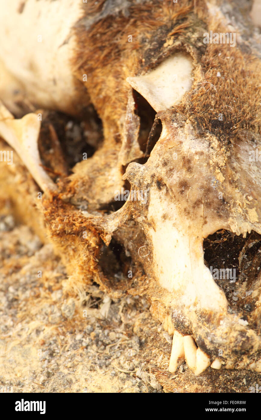 Un leone di mare cranio in situ. Foto Stock