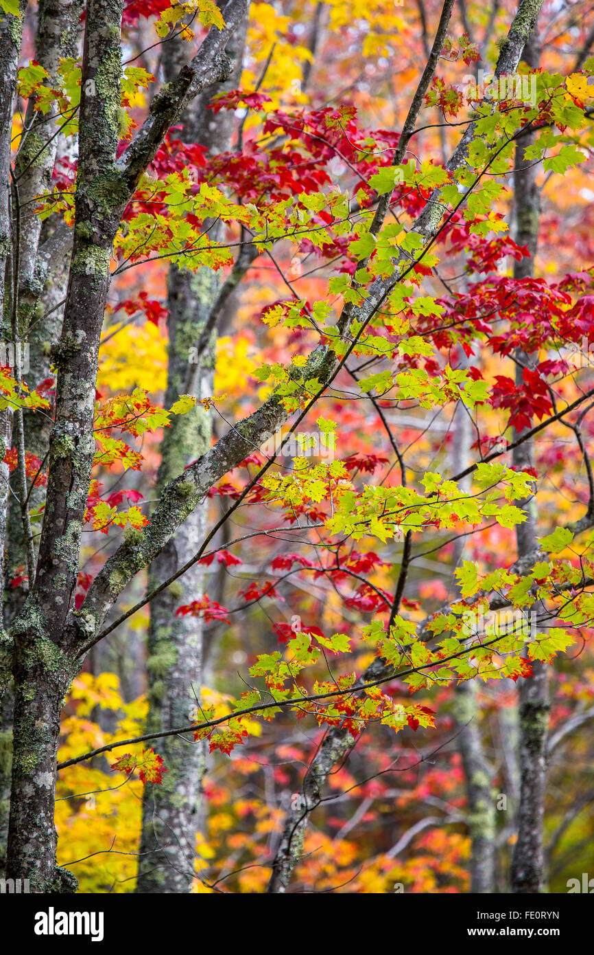 Modifica di foglie in inizio di caduta nel Sieur de Monts area del Parco Nazionale di Acadia, isola di Mount Desert, Maine, New England, STATI UNITI D'AMERICA. Foto Stock