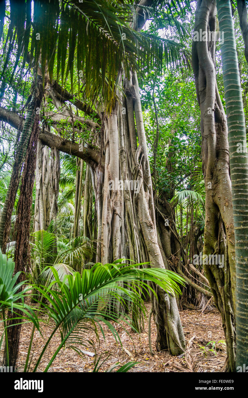 Isola di Lord Howe nel Mare di Tasman, giganteschi alberi di banyan (Ficus macrophylla) Foto Stock