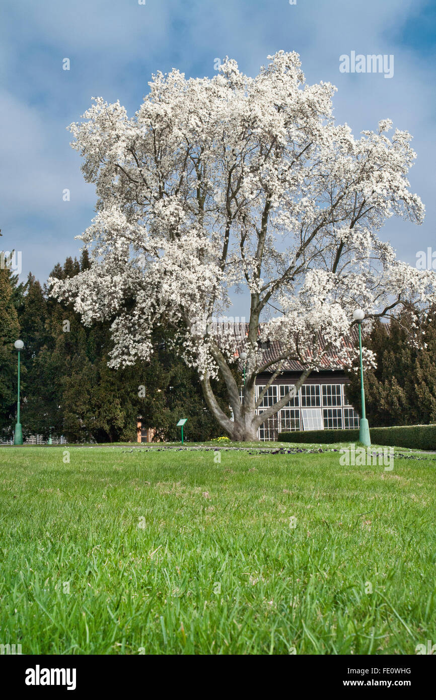 Royal Garden in primavera. Giapponese albero di magnolia. Il giardino è stato creato nel 1535 per Ferdinando I. Il suo aspetto è stata alterata Foto Stock