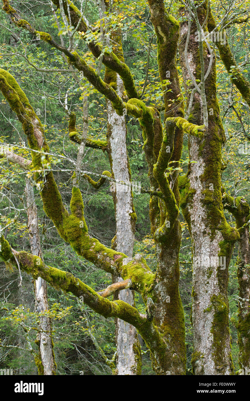 Mossy tronchi di albero di platano o acero di monte (Acer pseudoplatanus), Großer Ahornboden, Karwendel, Tirolo, Austria Foto Stock