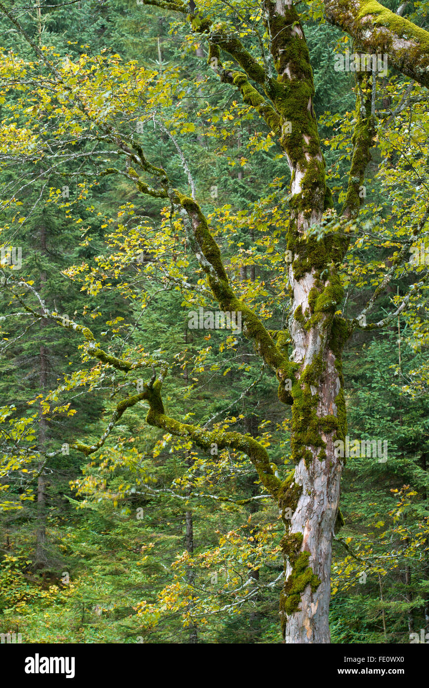 Mossy tronco di albero, sycamore o acero di monte (Acer pseudoplatanus), Großer Ahornboden, Karwendel, Tirolo, Austria Foto Stock