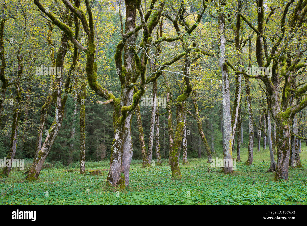 Mossy tronchi di albero di platano o acero di monte (Acer pseudoplatanus), Großer Ahornboden, Karwendel, Tirolo, Austria Foto Stock