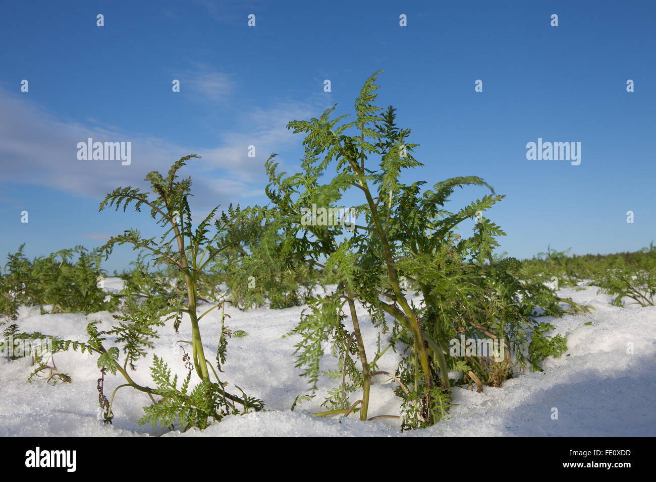 Lacy phacelia, anche tansy blu o porpora tansy (Phacelia tanacetifolia) in campo, raccolto plant, inverno, Germania Foto Stock