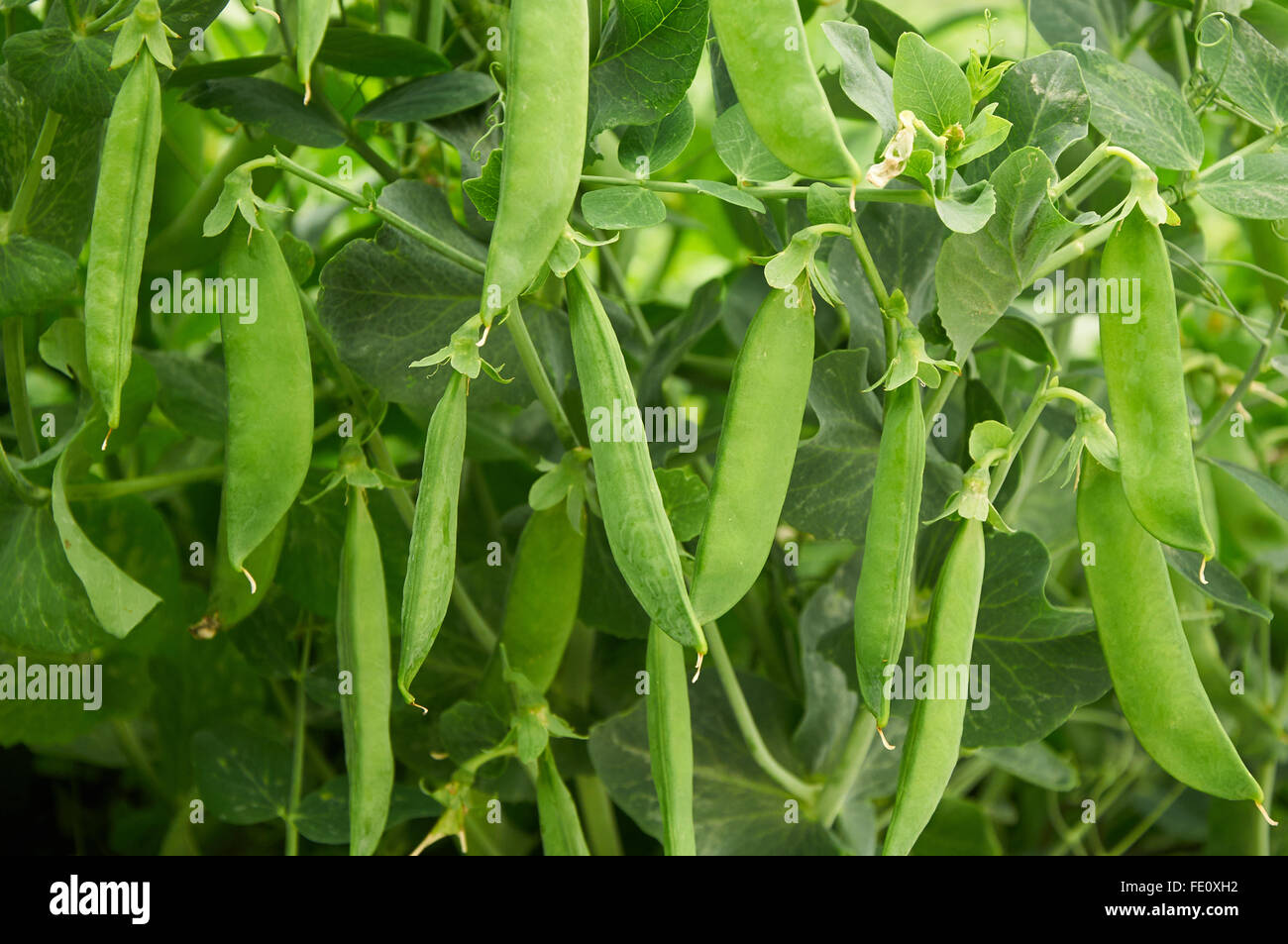 Modello agricolo. baccelli di piselli crea sfondo naturale Foto Stock