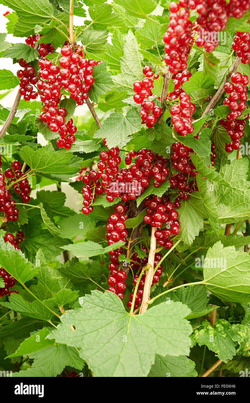 Boccola del ribes rosso con bacche mature Foto Stock