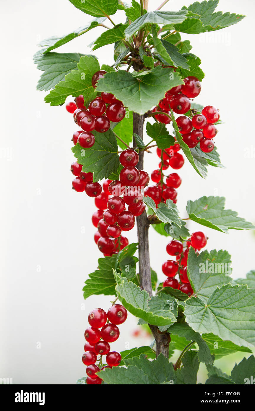 Ramo di ribes rosso con bacche mature su sfondo chiaro Foto Stock