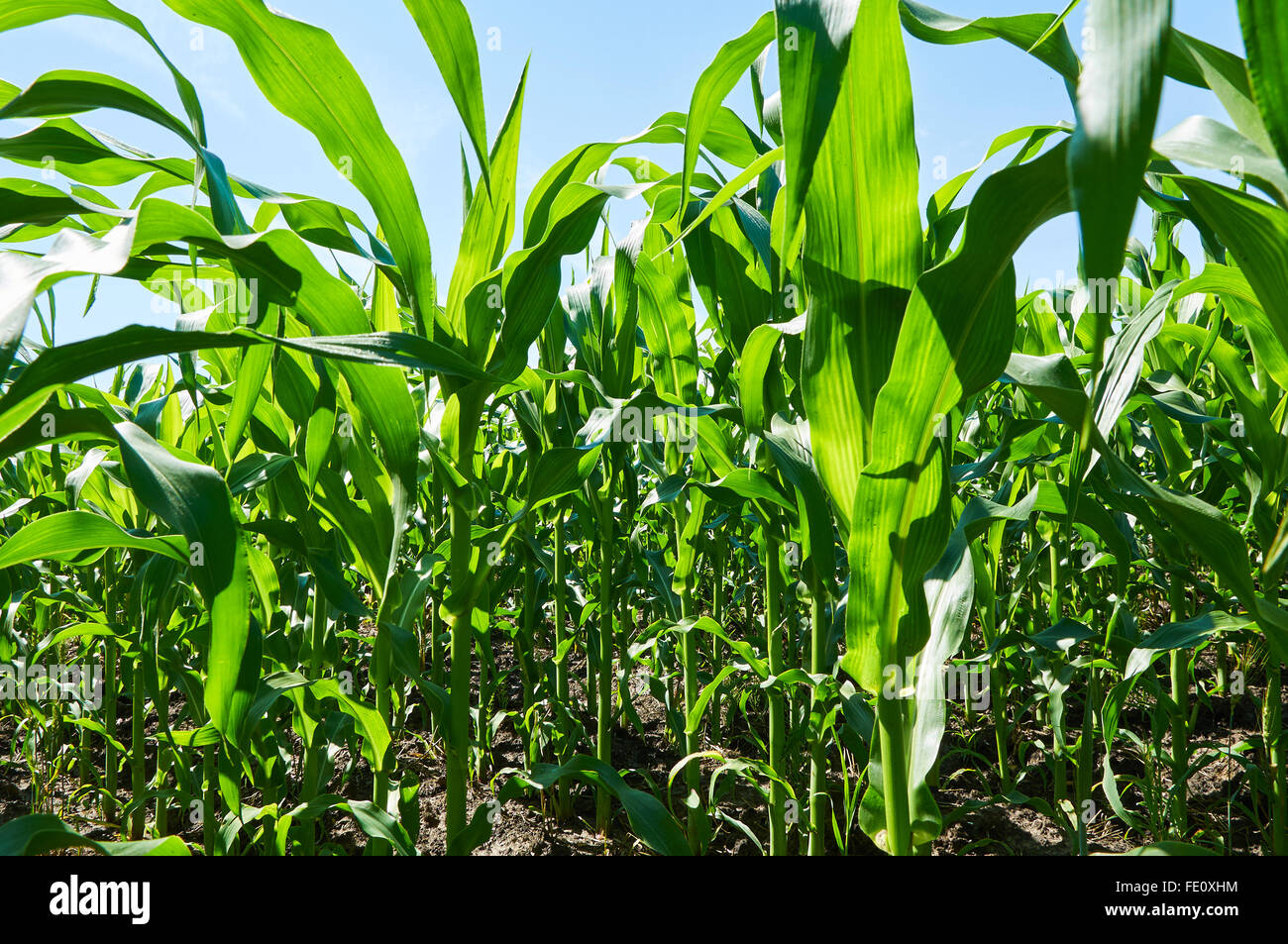 Green campo di grano sotto il cielo blu Foto Stock