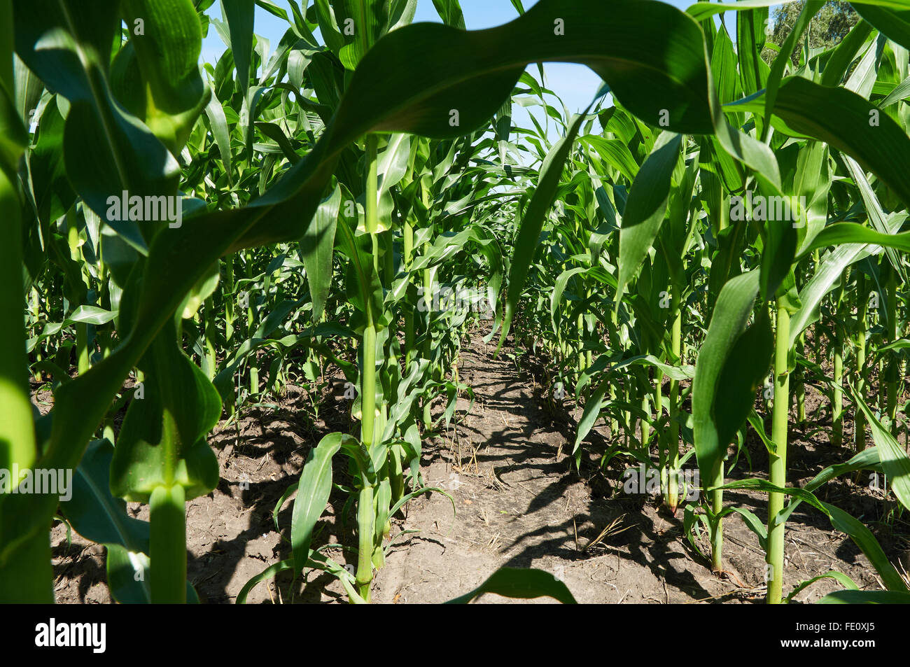 Righe verdi sul campo di grano sotto il cielo blu Foto Stock