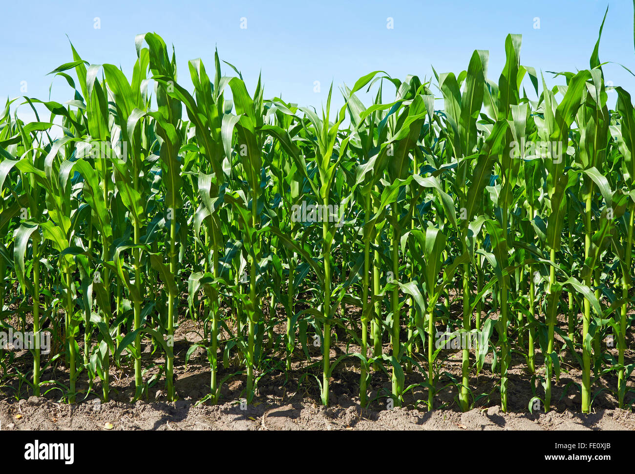 Green campo di grano sotto il cielo blu Foto Stock