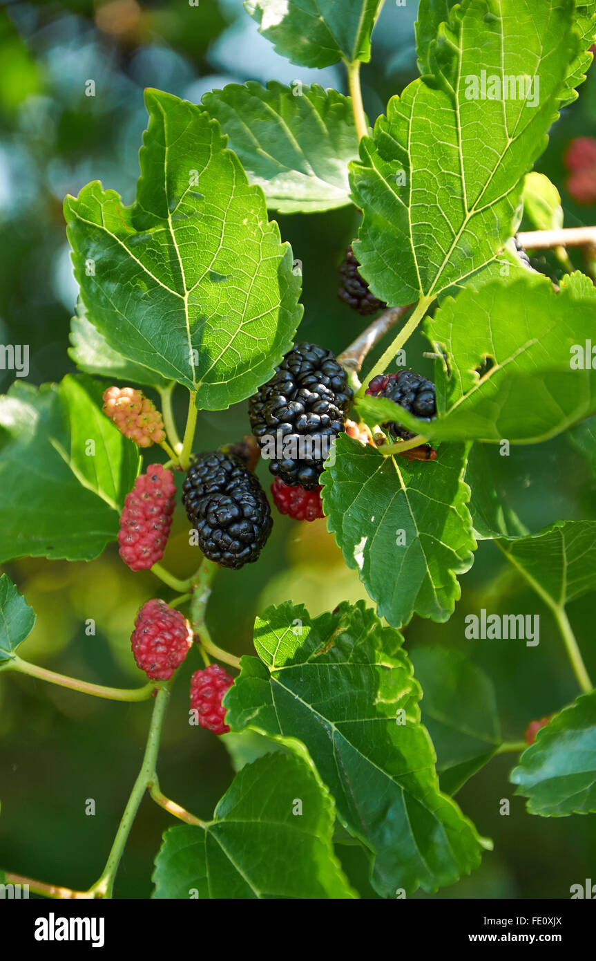 Black mature e rosso gelsi immaturo sul ramo Foto Stock