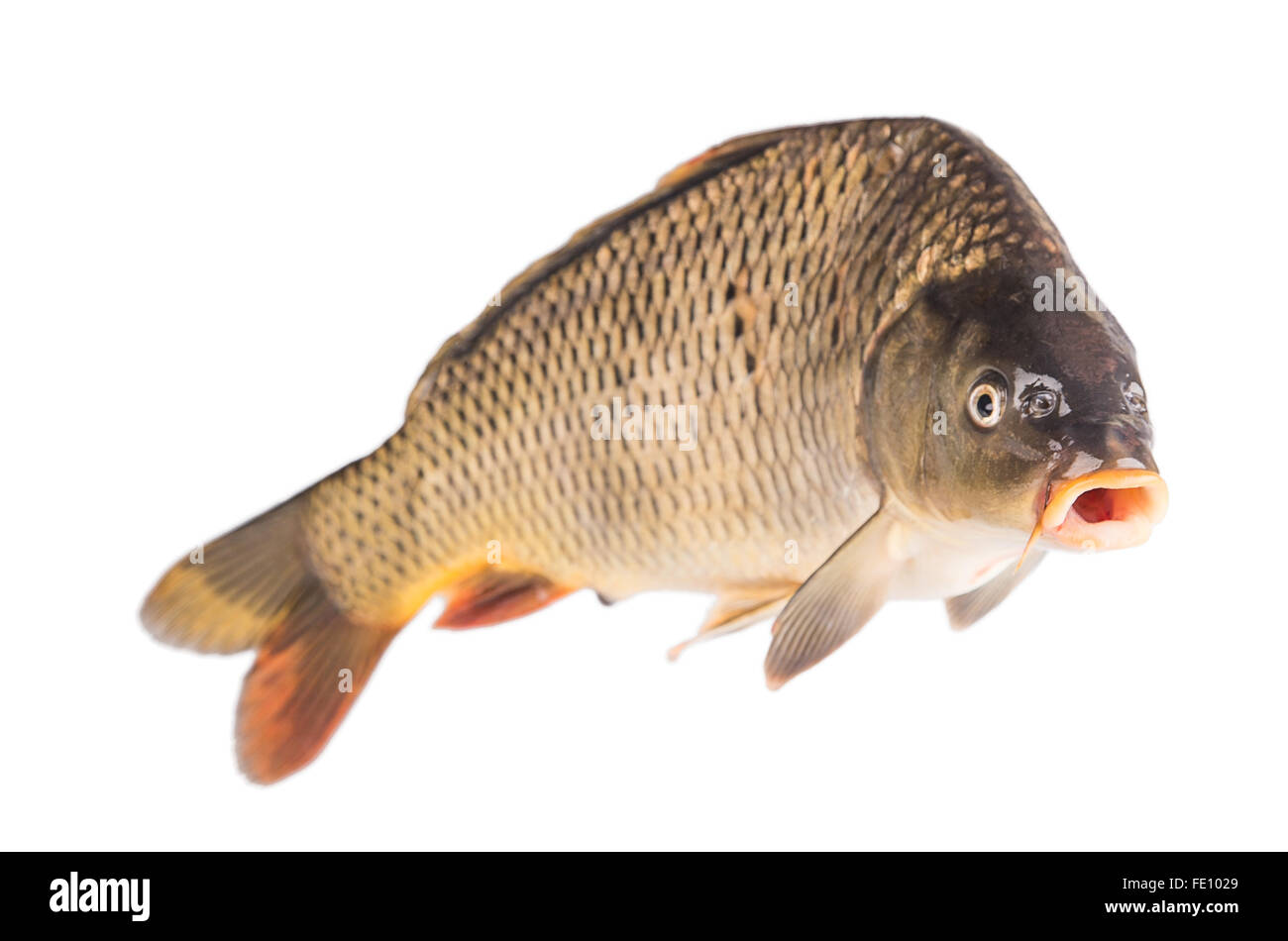 Carpa pesce isolato su sfondo bianco Foto Stock