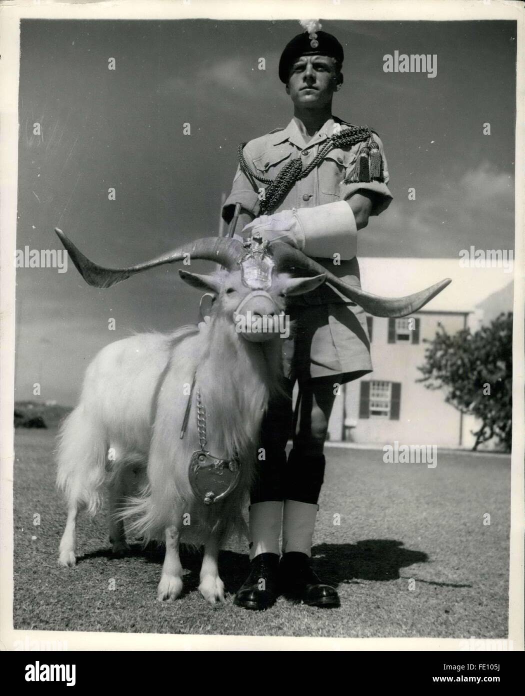 1973 - Royal Welch Fusiliers mascotte in Bermuda. Molto intelligente e molto orgogliosi!! Billy la capra mascotte del Royal Welsh Fusiliers si erge con orgoglio di attenzione con la sua capra principali a Hamilton, Bermuda. Il Fusiliers erano stazionati in Giamaica e sono volato a Bermuda per aiutare a prendere parte alla sicurezza sul lavoro per la proposta di tre grandi conferenze. La capra indossa una testiera recanti la scritta Billy, il dono di Sua Maestà il re George VI al Royal Welch Fusiliers una catena d'argento supporta uno scudo d'argento sul suo collo sul quale è inscritta presentata al primo battaglione, il Royal Welch Fusiliers, su Foto Stock