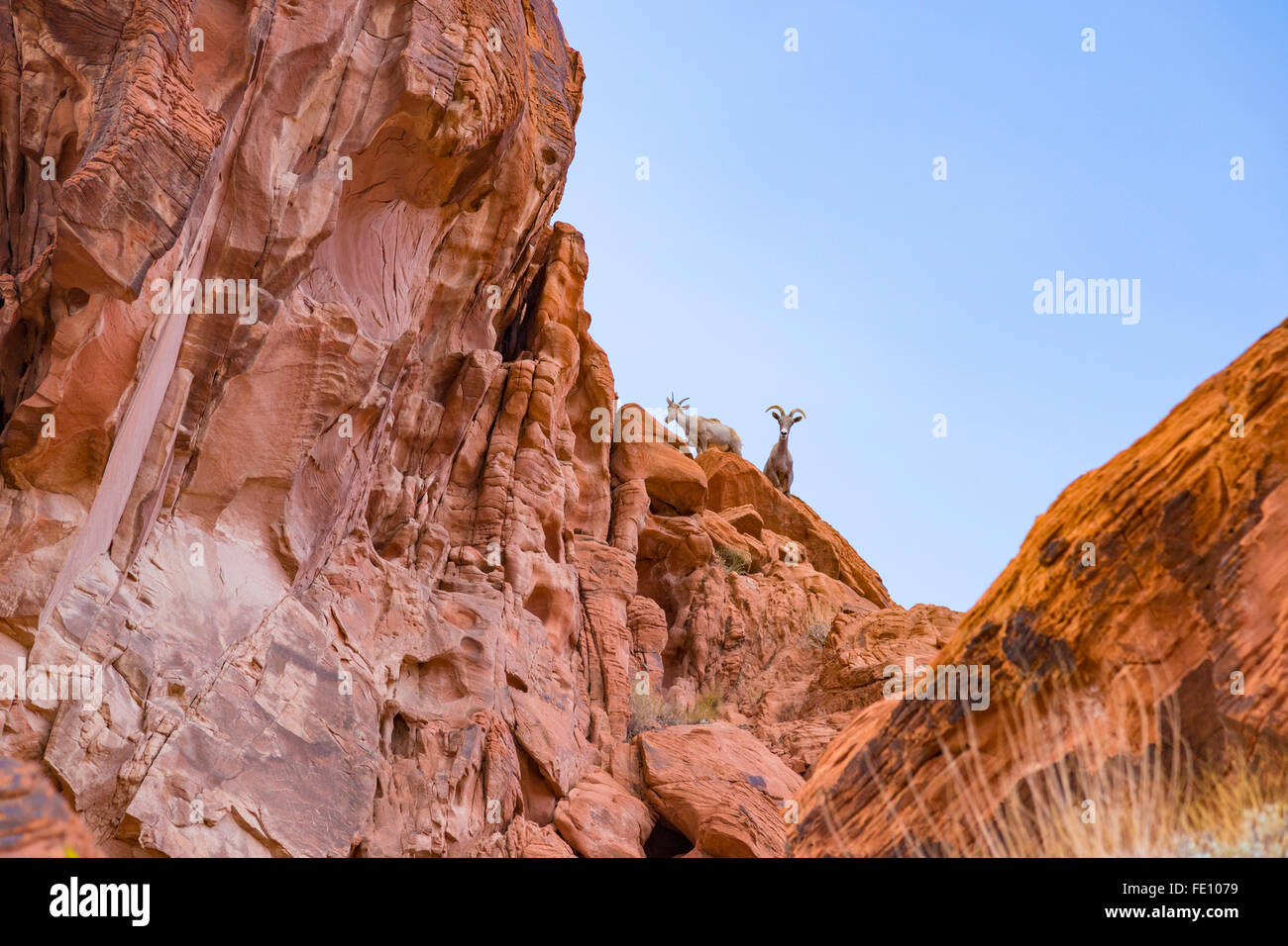 Deserto Big Horn Sheep in Valle del Fuoco del parco statale, Nevada, STATI UNITI D'AMERICA Foto Stock