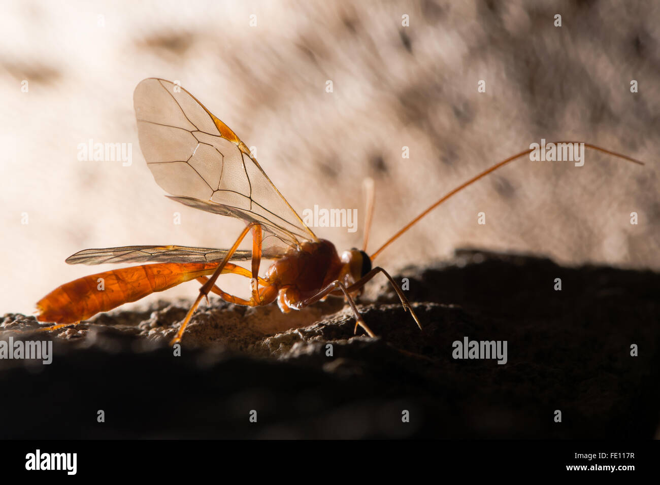 Ophion luteus wasp. Wasp parassita nella famiglia Ichneumonidae mostrante il dettaglio della venatura alare Foto Stock