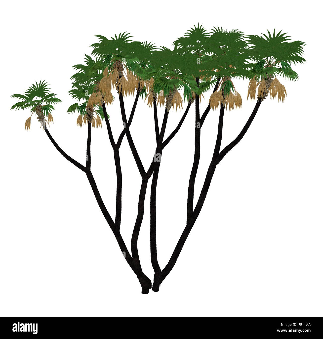 Doum o doom palm o albero di panpepato, hyphaene thebaica isolato in sfondo bianco - 3D render Foto Stock