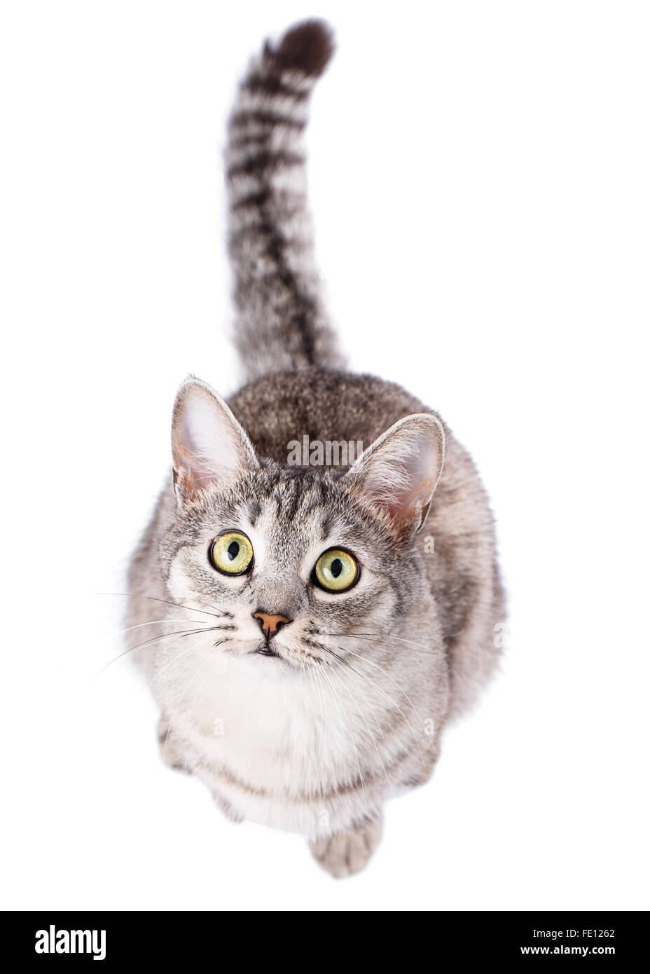 Grigio tabby cat American Shorthair Foto Stock