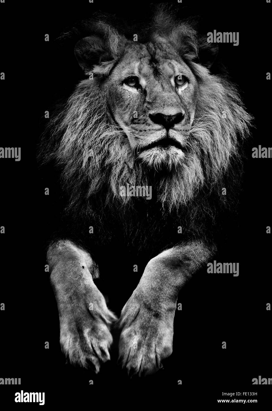Lion con un espressione pensosa. Foto Stock