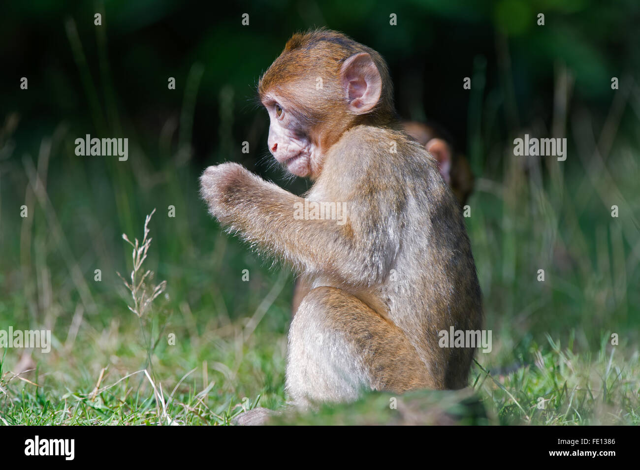 Barbary Macaque (Macaca Sylvanus) Foto Stock