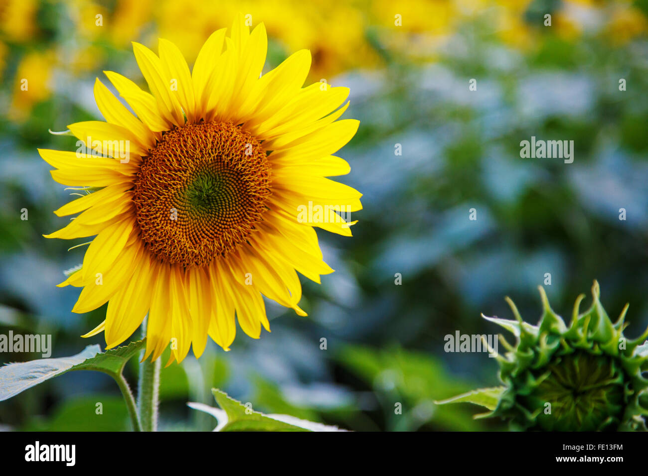 Campo di girasole fiori gialli sullo sfondo di un paesaggio Foto Stock