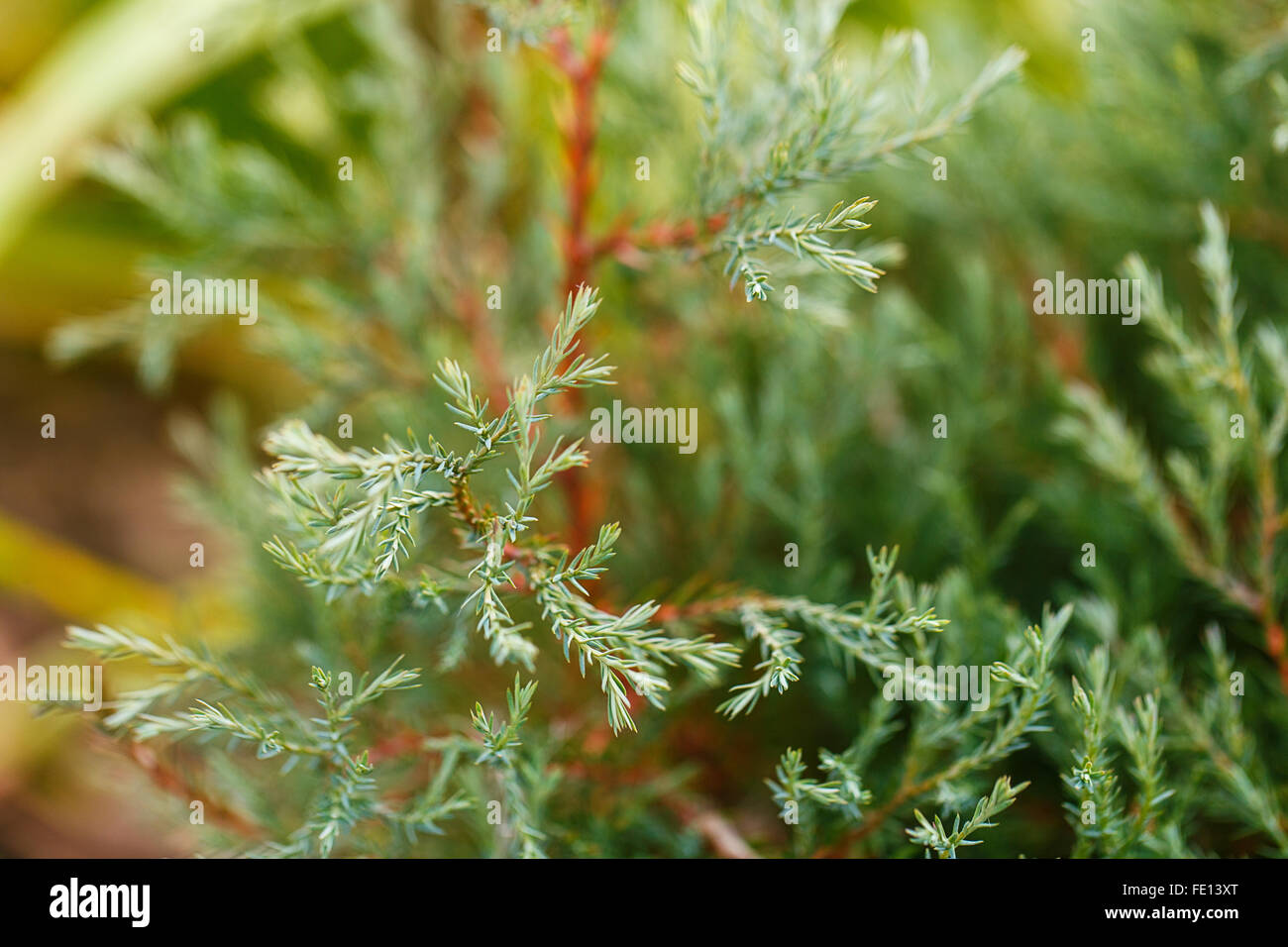 Thuja aghi al di fuori del giorno sfondo verde bokeh di fondo Foto Stock