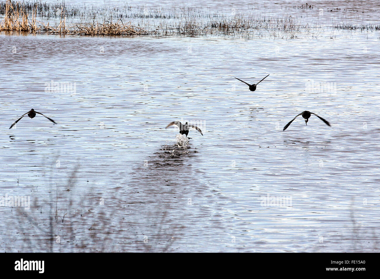 Napa Valley, CA, Stati Uniti d'America. Il 1° febbraio 2016. Gli Uccelli prendono il volo da Sud le zone umide restauro area vicino al Ponte di Butler lunedì. © Napa Valley Register/ZUMA filo/Alamy Live News Foto Stock