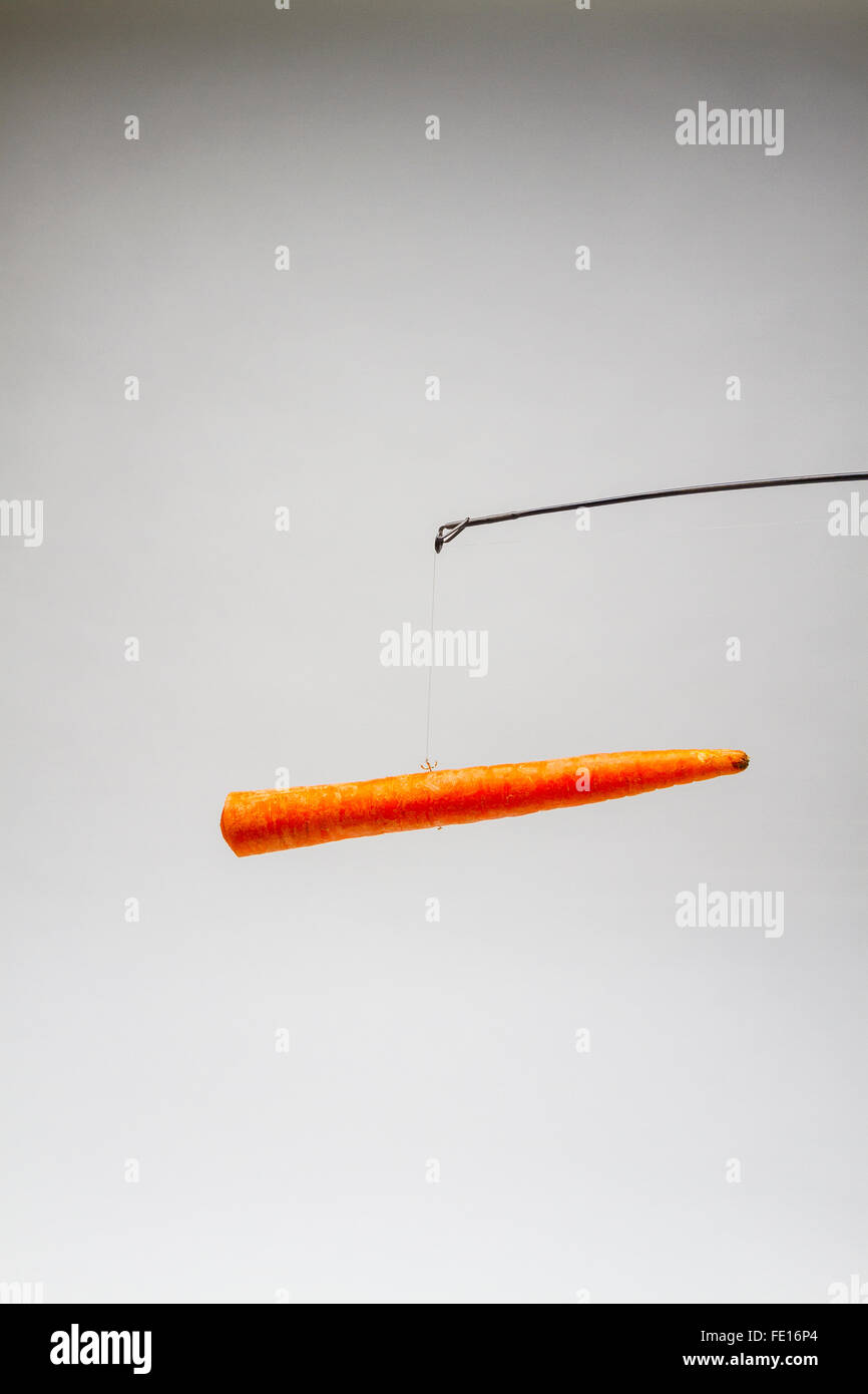 Una carota appesa a una canna da pesca come nella carota e bastone Foto  stock - Alamy