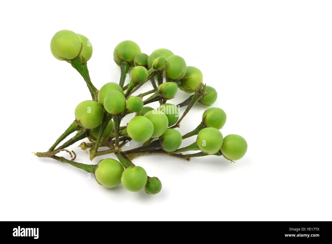 Solanum indicum, cibo tailandese ingradient Foto Stock