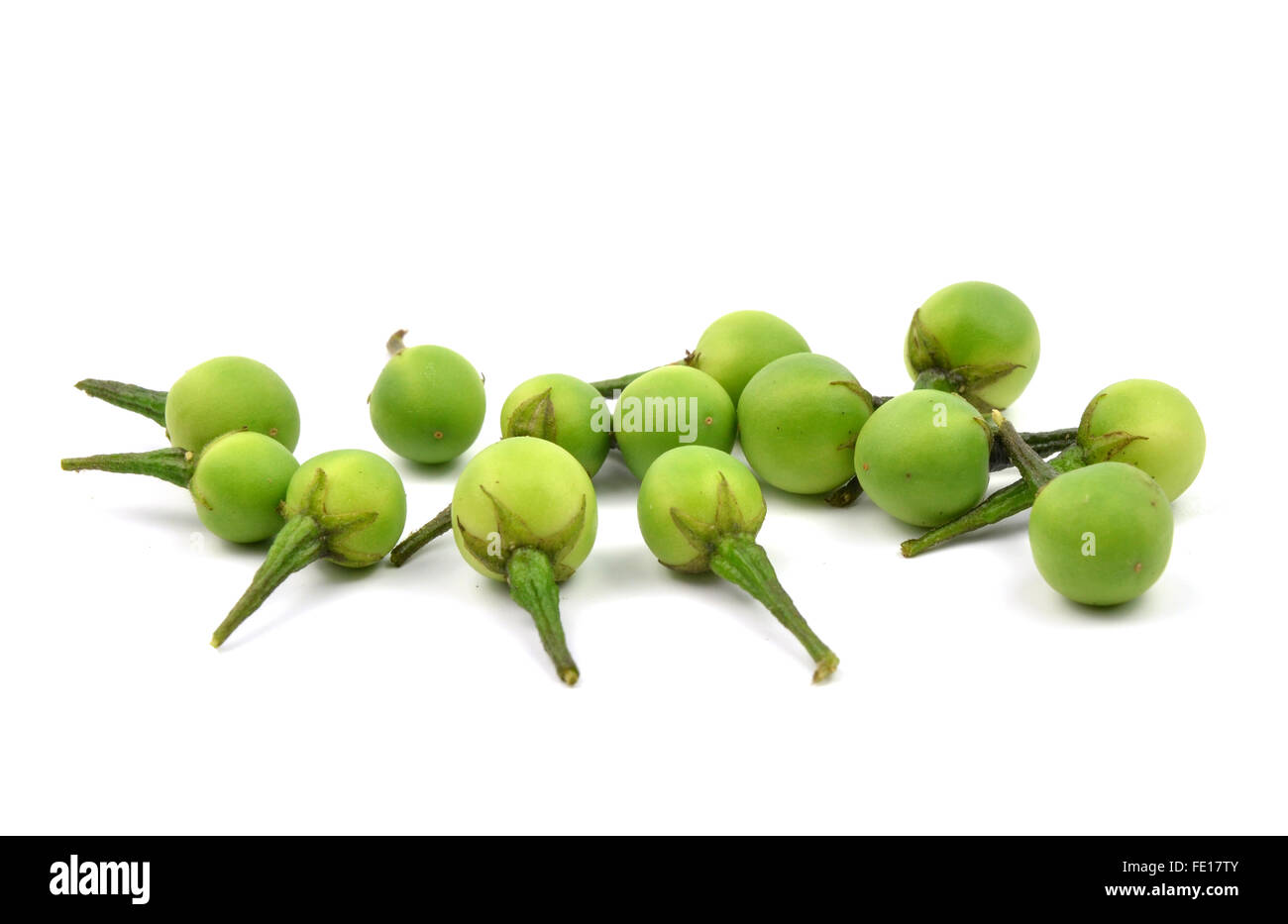 Solanum indicum, cibo tailandese ingradient Foto Stock
