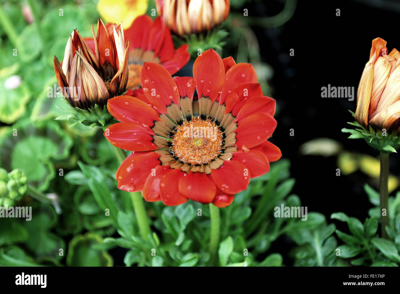 Gazania Gazoo rosso con anello di fiori Foto Stock