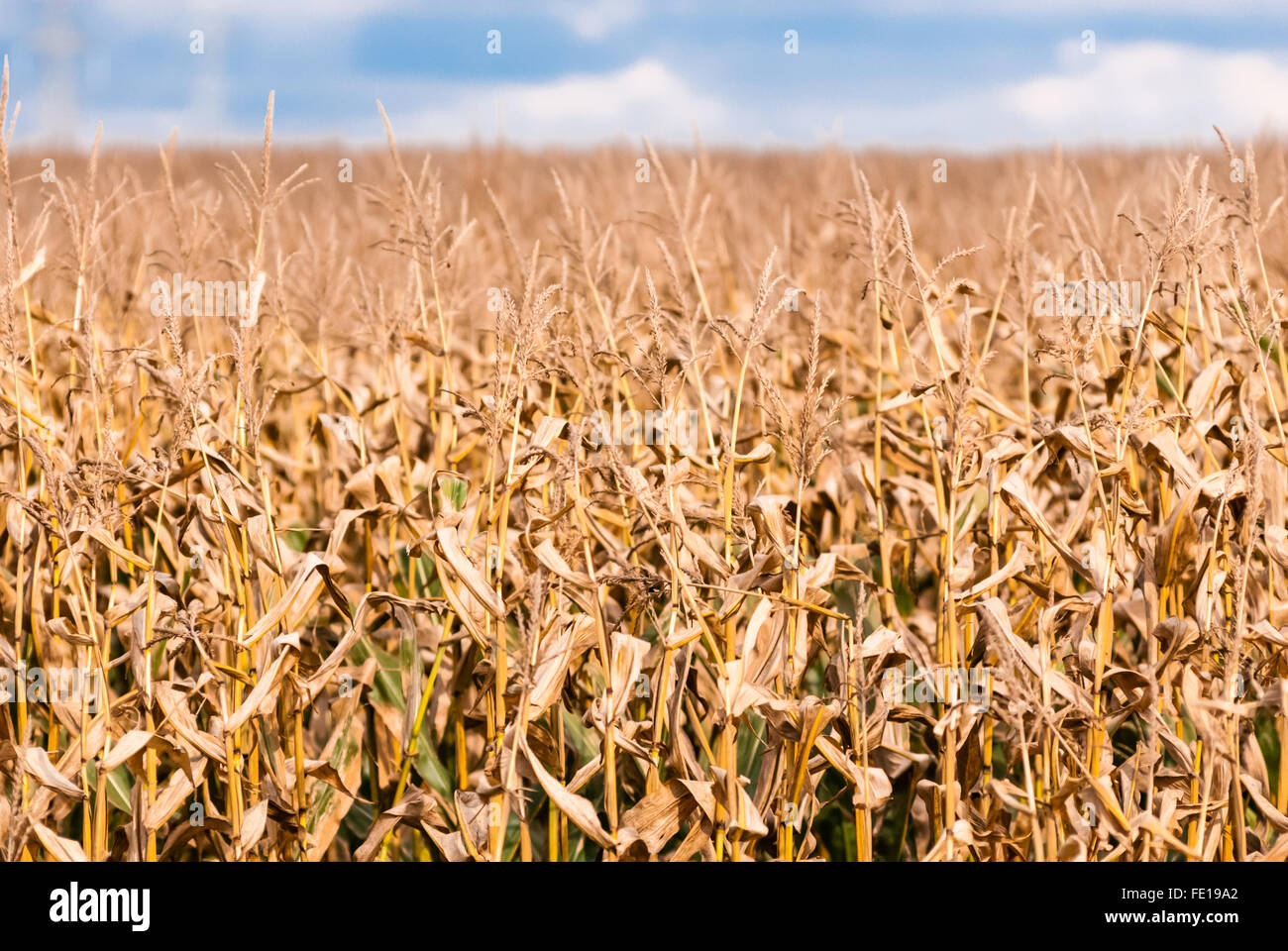Marrone e secca stocchi di mais in autunno rientranti nella sfocata campo di mais e la parte di cielo. Foto Stock