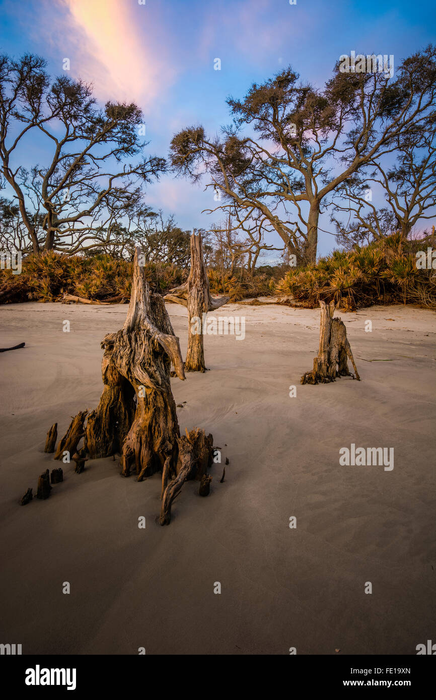 Sunrise over driftwood beach Foto Stock