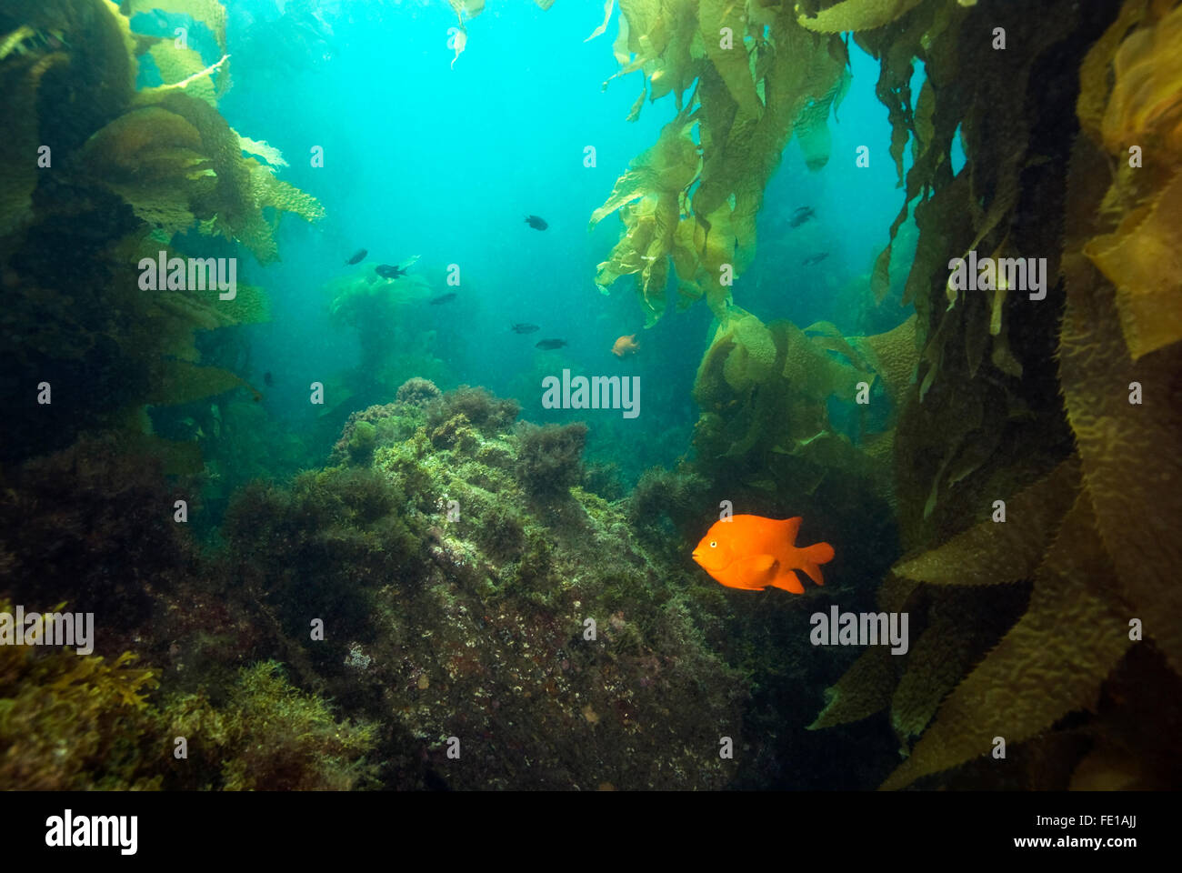 Le alghe e Garibaldi pesce in California subacquea foresta di kelp Foto Stock