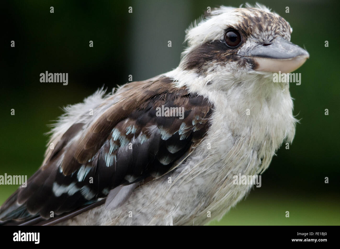 Sydney, Australia - 4 Febbraio 2016: Bird attività osservata dopo mattina Pesanti rovesci di pioggia a Sydney. Nella foto è l'uccello sapere come un Kookaburra (Dacelo) che è nativo in Australia e in Nuova Guinea. Credito: mjmediabox/Alamy Live News Foto Stock