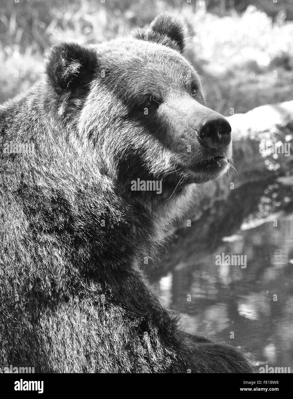 Orso grizzly seduto per un riposo. Foto Stock